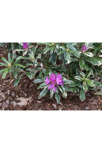 Rhododendron ponticum ’Variegatum’ полив